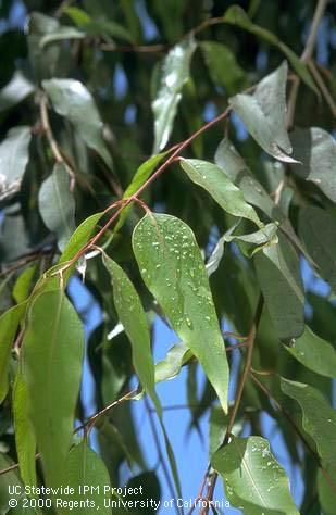 Eucalyptolyma maideni (Psyllidae).