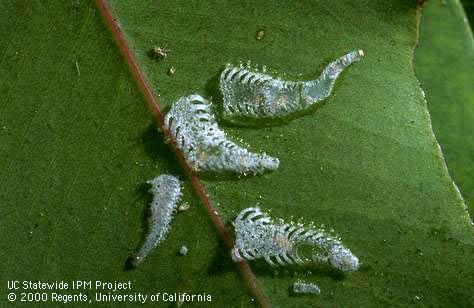 Lerps (waxy coverings) of nymphs of spottedgum lerp psyllid, <i>Eucalyptolyma maideni</i>.