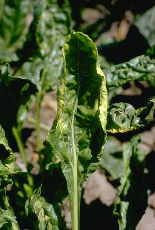 Crop damage by Empoasca leafhopper.