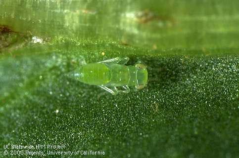 Nymph of leafhopper.