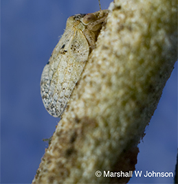 Adult olive psyllid