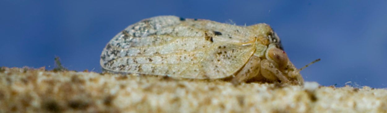 Adult olive psyllid, Euphyllura olivina. 