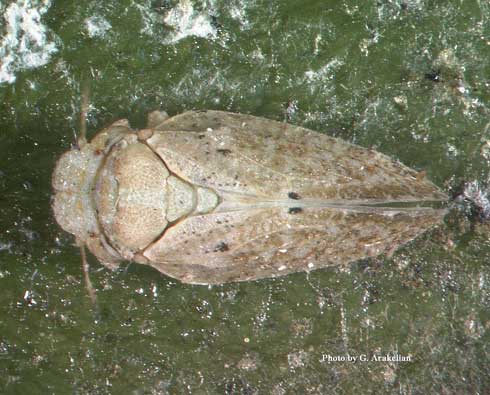 Adult olive psyllid, <i>Euphyllura olivina. </i>.