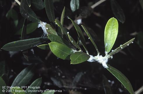 Pale waxy material excreted by olive psyllid, <I>Euphyllura olivina,</I> infesting olive leaves and stems. 