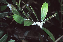 Wax excreted by psyllids