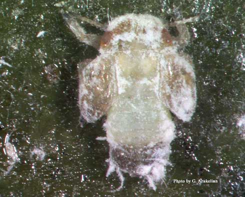 An olive psyllid nymph, <i>Euphyllura olivina, </i> covered with white wax.