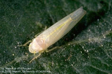 Adult rose leafhopper.