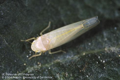 Adult rose leafhopper, <I>Edwardsiana rosae.</I>.