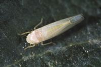 Adult rose leafhopper, Edwardsiana rosae