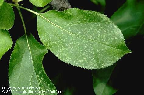 Bleached specks on apple leaves from feeding of rose leafhopper, <i>Edwardsiana rosae</i>.