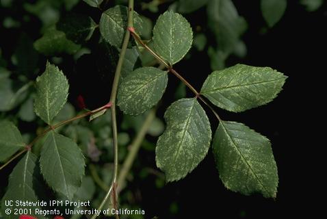 Bleached, stippled rose leaves from feeding by rose leafhopper, <i>Edwardsiana rosae</i>.