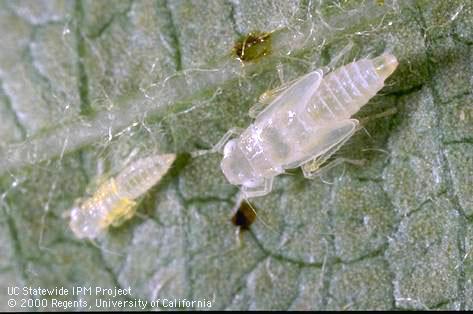 Nymph of rose leafhopper.