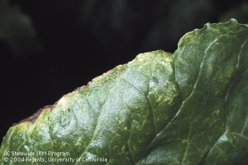 Leaf stippling and marginal burn caused by southern garden leafhopper, <I>Empoasca solana.</I>.