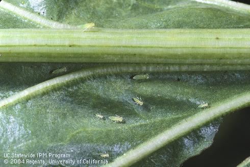 Nymphs of the southern garden leafhopper, <I>Empoasca solana.</I>.