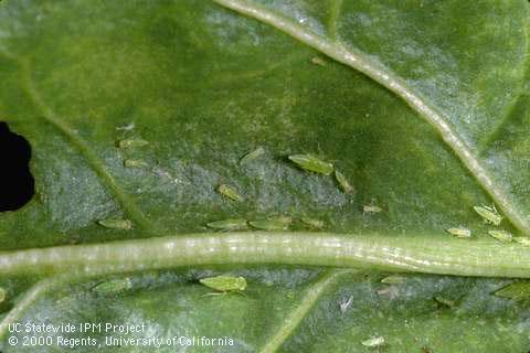 Nymph of southern garden leafhopper.