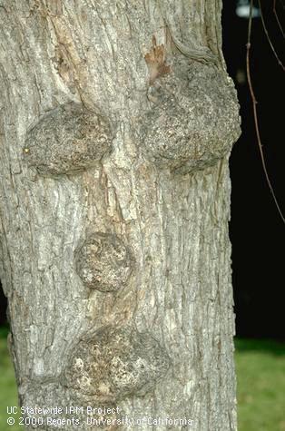 Globular, warty galls of the trunk of an elm tree caused by feeding of an aphid, <i>Eriosoma</i> sp.