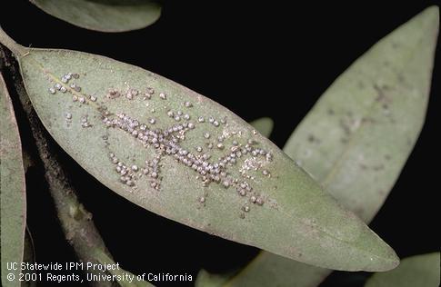 Colony of California laurel aphid.