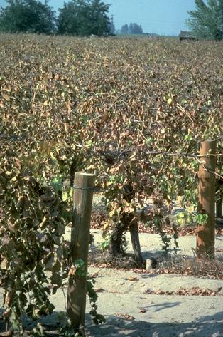 Crop damage by variegated grape leafhopper.