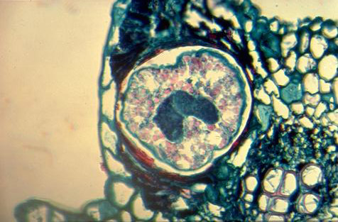 Egg of variegated grape leafhopper.