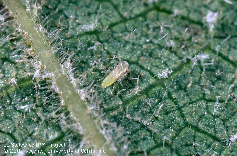 Nymph of variegated grape leafhopper.