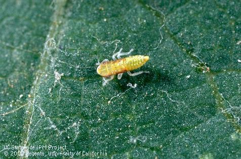 Nymph of variegated grape leafhopper.