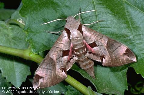 Adult achemon sphinx moth, <i>Eumorpha achemon</i>.