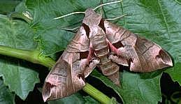 Adult achemon sphinx moth.