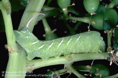 Green phase of a larva of achemon sphinx moth, <i>Eumorpha achemon</i>.