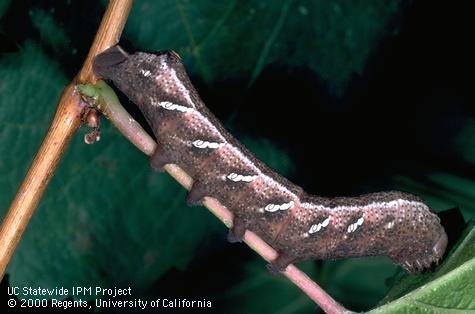 Brown phase of a larva of achemon sphinx moth, <i>Eumorpha achemon</i>.