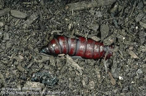 Pupa of achemon sphinx moth, <i>Eumorpha achemon</i>.