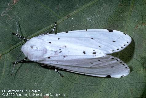 Adult saltmarsh caterpillar.