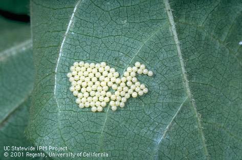 Egg of saltmarsh caterpillar.