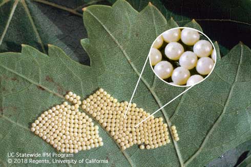 Eggs of the saltmarsh caterpillar, <i>Estigmene acrea,</i> are white, spherical and somewhat flattened. Adults lay eggs in clusters of 20 or more on the undersides of leaves.