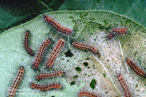 Larvae of the saltmarsh caterpillar, <i>Estigmene acrea.</i>.