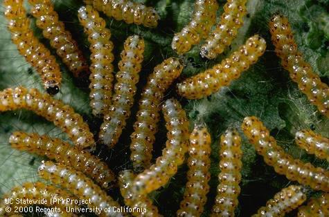 Larva of saltmarsh caterpillar.