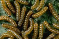 Saltmarsh caterpillar