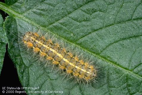 Larva of saltmarsh caterpillar.