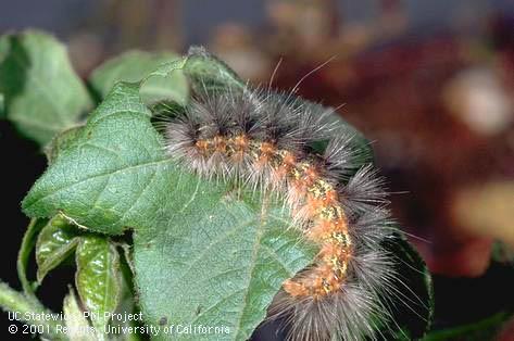 Larva of saltmarsh caterpillar.