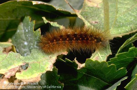 Larva of saltmarsh caterpillar, <i>Estigmene acrea</i>.