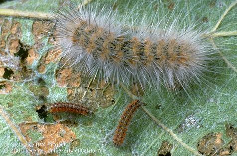 Fifth instar (larva, top) and second instars of saltmarsh caterpillar, <i> Estigmene acrea</i>.