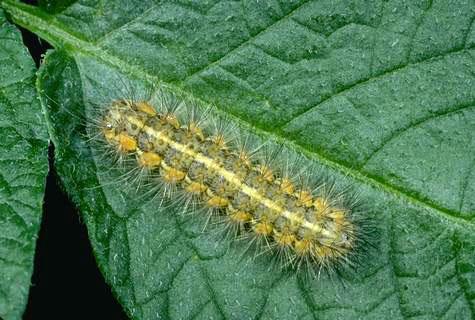 Larva of saltmarsh caterpillar, <i>Estigmene acrea</i>.