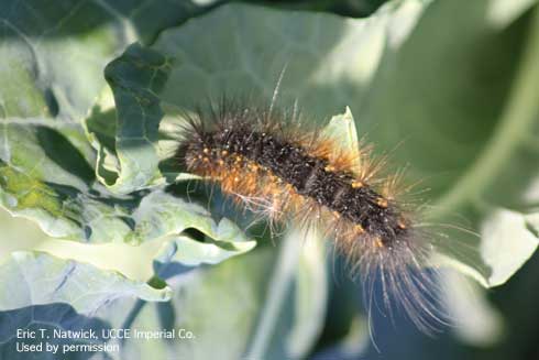 Larva of saltmarsh caterpillar, <i>Estigmene acrea.</i>.