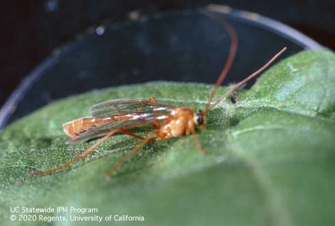 Adult <i>Ophion</i> sp., a solitary, internal, larval-pupal parasitic (parasitoid) wasp of salt marsh caterpillar, <i>Estigmene acrea</i>.