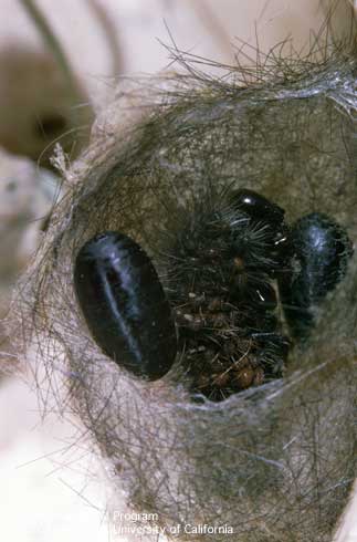 Cocoon of salt marsh caterpillar, <i>Estigmene acrea</i>, opened to reveal oblong, dark red puparia of a parasitic (parasitoid) tachinid fly and shriveled skin of mature larva (caterpillar) it killed.