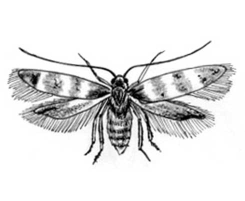 Adult Monterey pine bud moth, <i>Exoteleia burkei</i>, illustration.