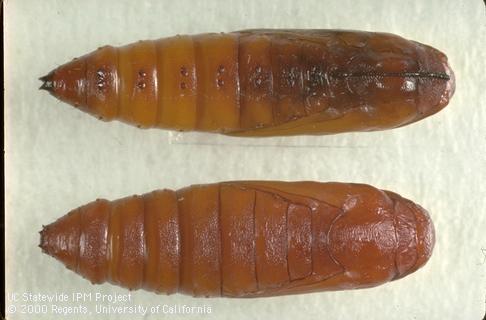 Pupae of carob moth (top) and navel orangeworm (bottom).