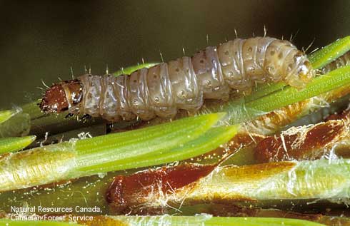 Larva of a bark moth, or coneworm, <i>Epinotia hopkinsana.</i>.