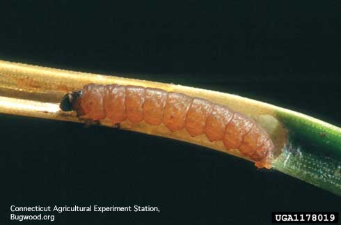 Larva of the pine needleminer, <i>Exoteleia pinifoliella</i>, on a pine needle it chewed.