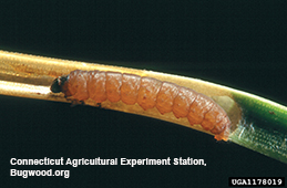 Larva of an Exoteleia species of pine miner.