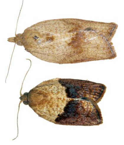 Female (above) and male light brown apple moths, <I>Epiphyas postvittana.</I>.